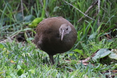 Gallirallus sylvestris