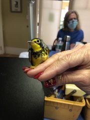 Cardellina canadensis