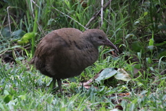 Gallirallus sylvestris