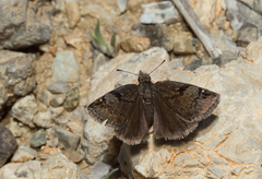 Erynnis marloyi
