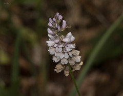 Orbexilum pedunculatum