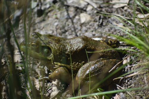 iNaturalist observation photo of American Bullfrog