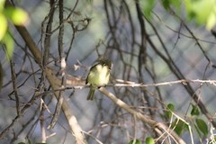 Empidonax difficilis