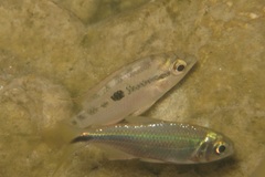 Trichromis salvini image