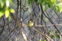 Empidonax difficilis