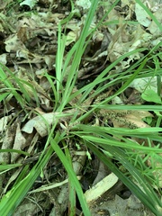 Carex cumberlandensis