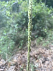 Sporobolus anglicus