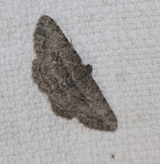 Psilalcis isombra