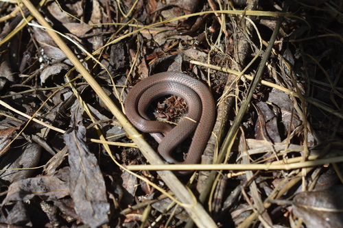 iNaturalist observation photo of Common Sharp-tailed Snake