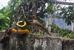 Turdus ignobilis