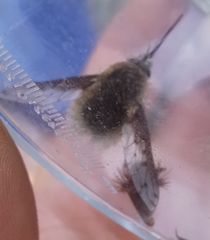 Bombylius medius