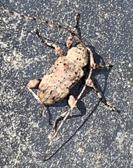 Leptostylopsis terraecolor