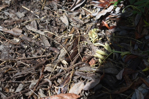 iNaturalist observation photo of Tylobolus
