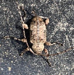 Leptostylopsis terraecolor