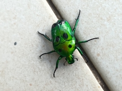 Heterorrhina sexmaculata