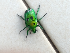 Heterorrhina sexmaculata