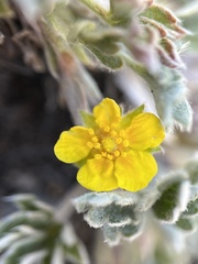 Potentilla concinna