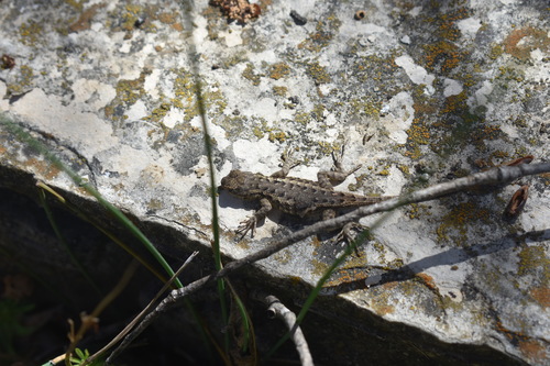 iNaturalist observation photo of Western Fence Lizard