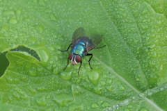Lucilia eximia