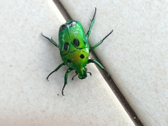 Heterorrhina sexmaculata