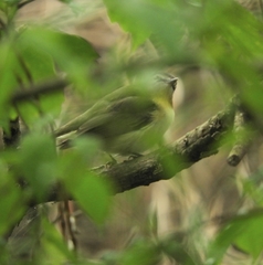 Vireo philadelphicus