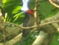 Myzomela erythrocephala