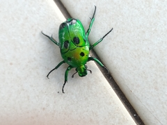 Heterorrhina sexmaculata