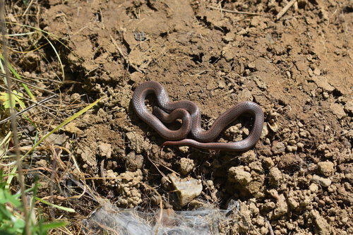 iNaturalist observation photo of Common Sharp-tailed Snake
