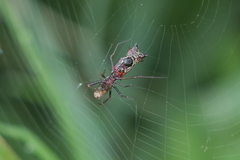 Micrathena swainsoni