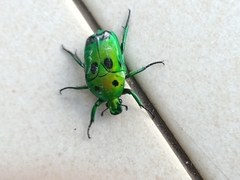 Heterorrhina sexmaculata