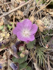 Sidalcea malviflora malviflora