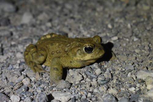 iNaturalist observation photo of Western Toad