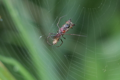 Micrathena swainsoni