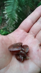 Dyakia clypeus