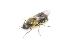 Lasiopa peleteria
