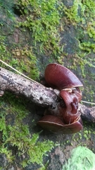 Dyakia clypeus
