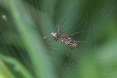 Micrathena swainsoni