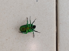 Heterorrhina sexmaculata