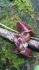 Dyakia clypeus