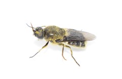 Lasiopa peleteria