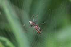 Micrathena swainsoni