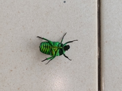 Heterorrhina sexmaculata