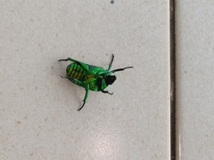 Heterorrhina sexmaculata