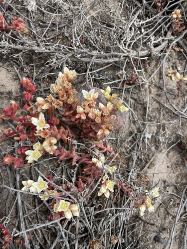 Dudleya nesiotica