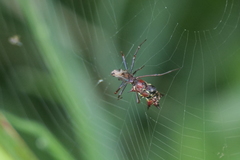 Micrathena swainsoni
