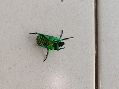 Heterorrhina sexmaculata