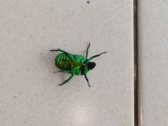 Heterorrhina sexmaculata