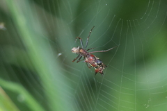 Micrathena swainsoni