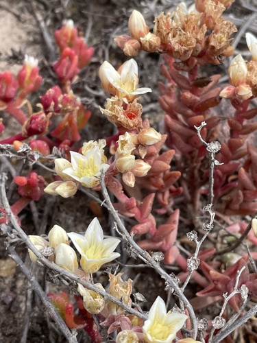 Dudleya nesiotica