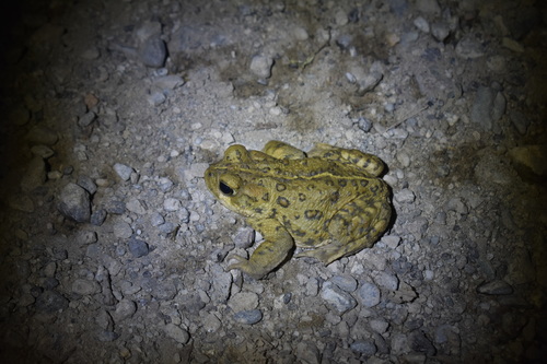iNaturalist observation photo of Western Toad